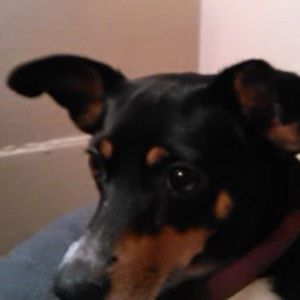 Meet your Posher, Joelle